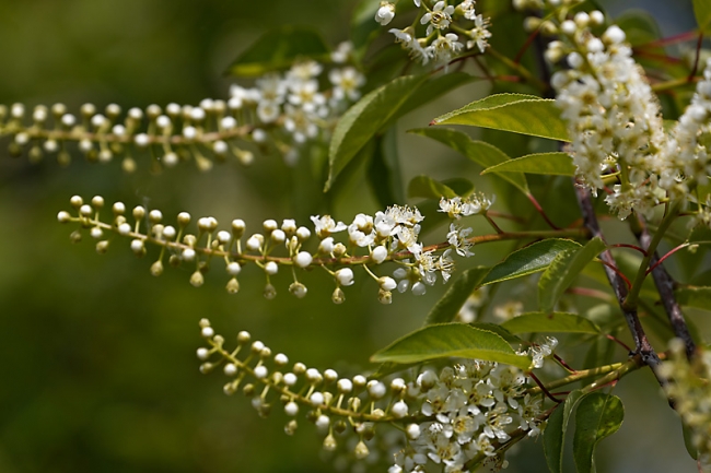 Jardin des Impressionnistes-MAI14-095